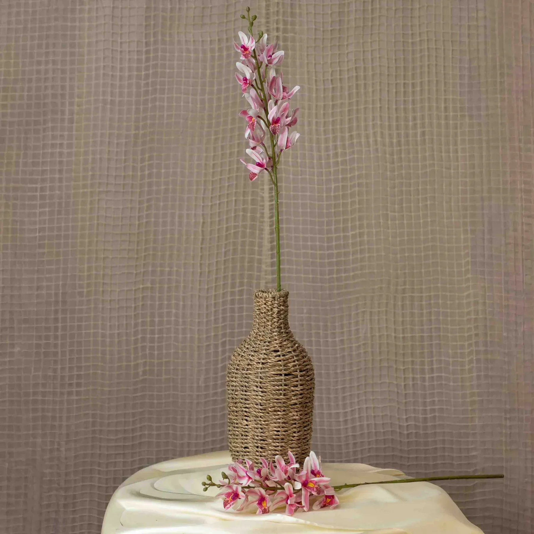 Orchidea Cymbidium