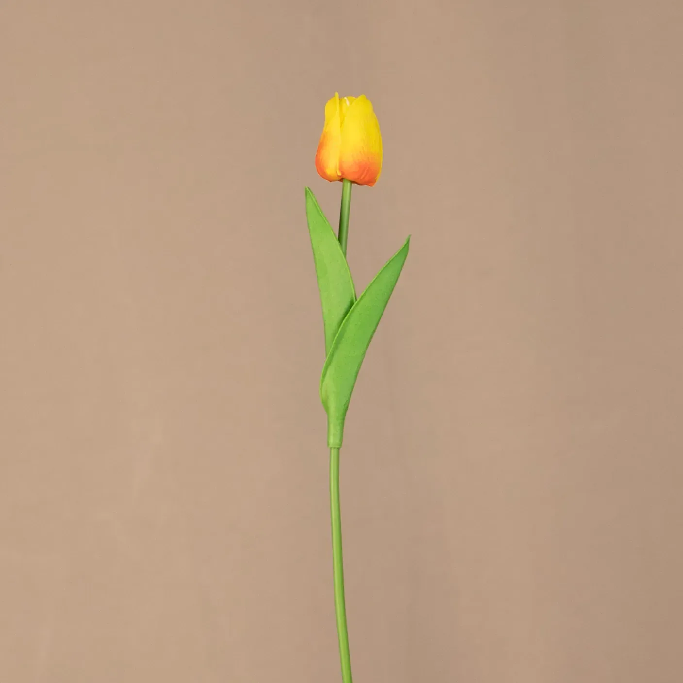 Tulipán na stonke