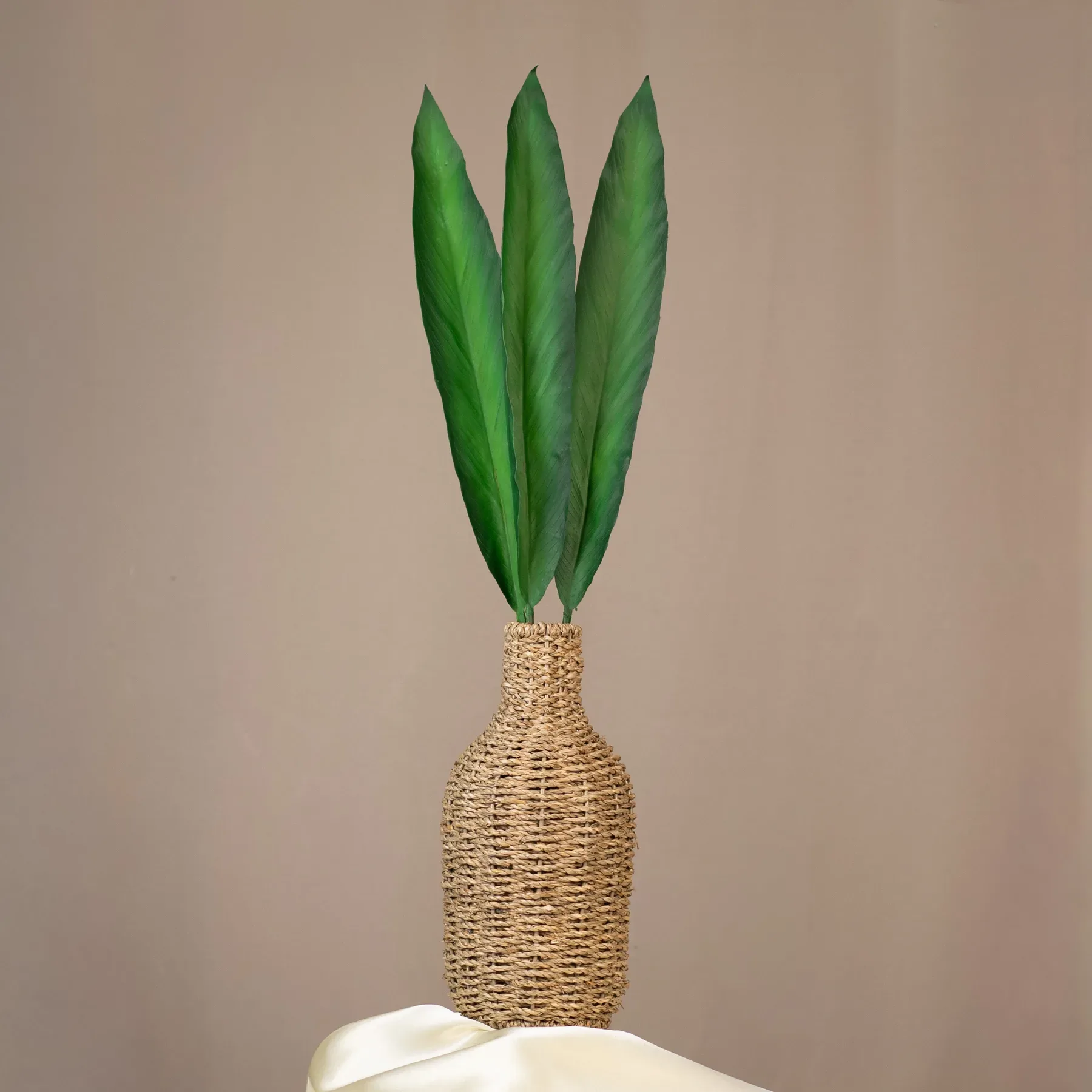 List mečovitý (aspidistra)