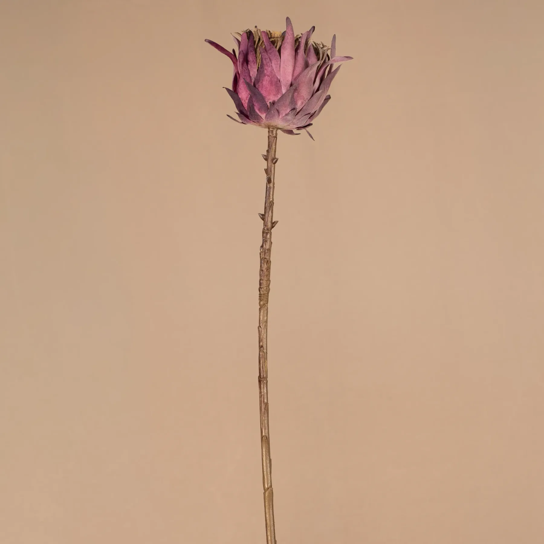 Protea kráľovská